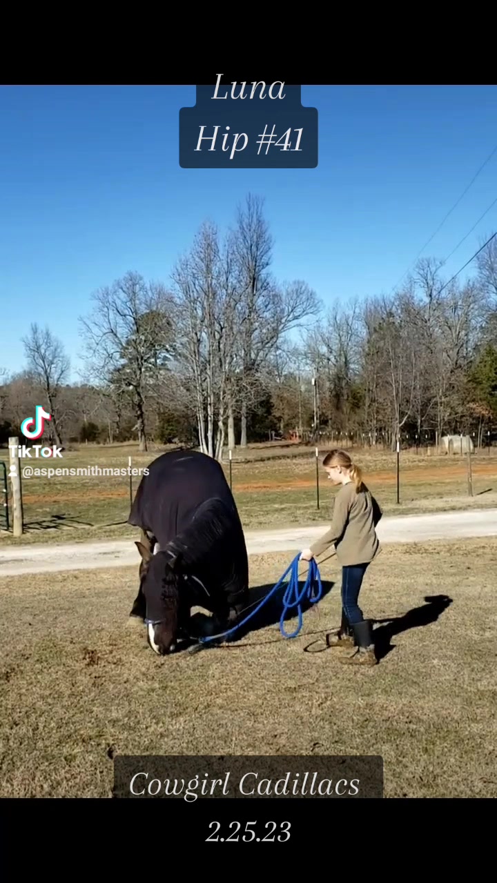 @Ozark Mountain Horses LLC