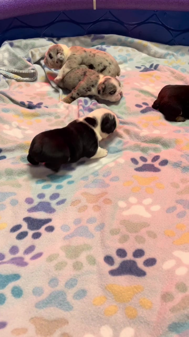 @BulldogMafiaGroup