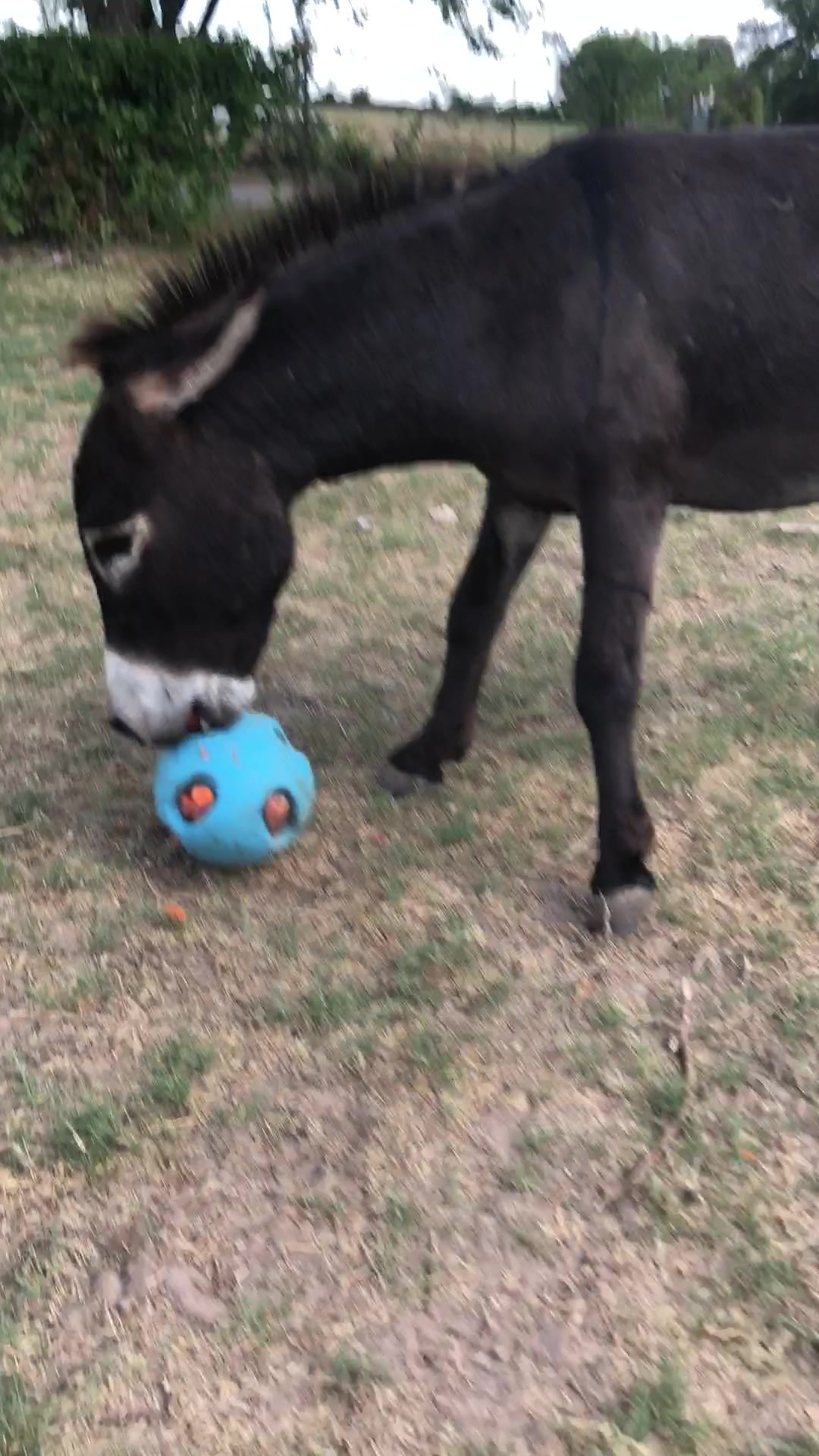 @DonkeyDaily
