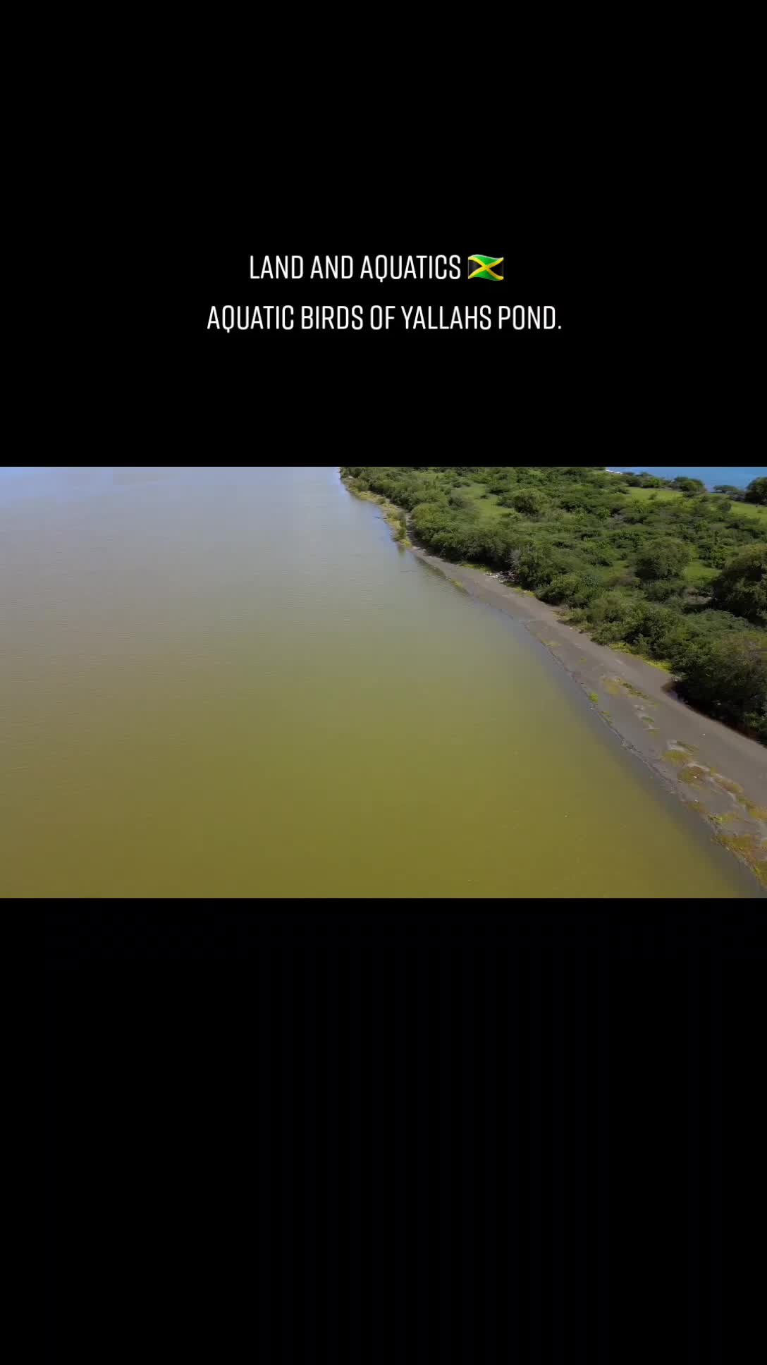 @landandaquatics 🇯🇲