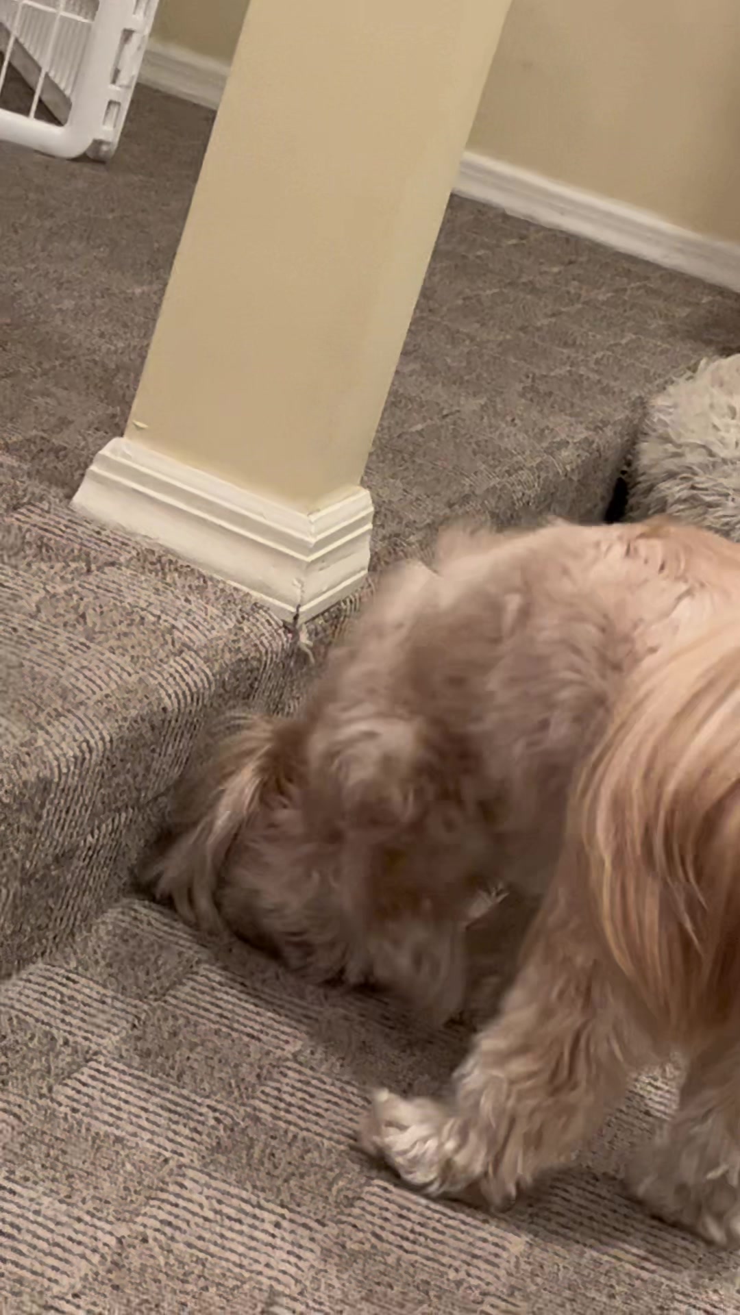 @Dr. Max and Ollie 🐶