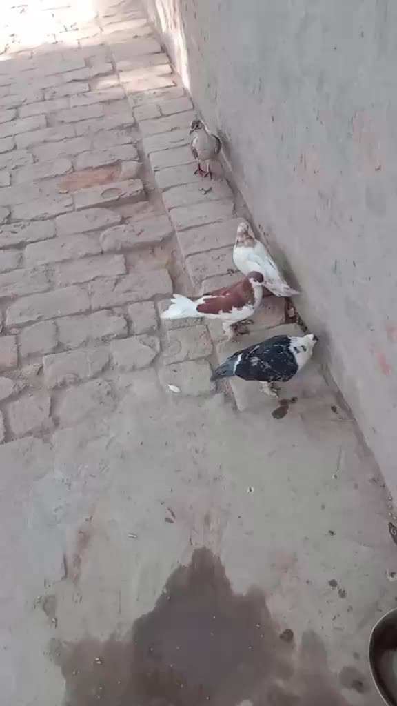 @user6667266379313