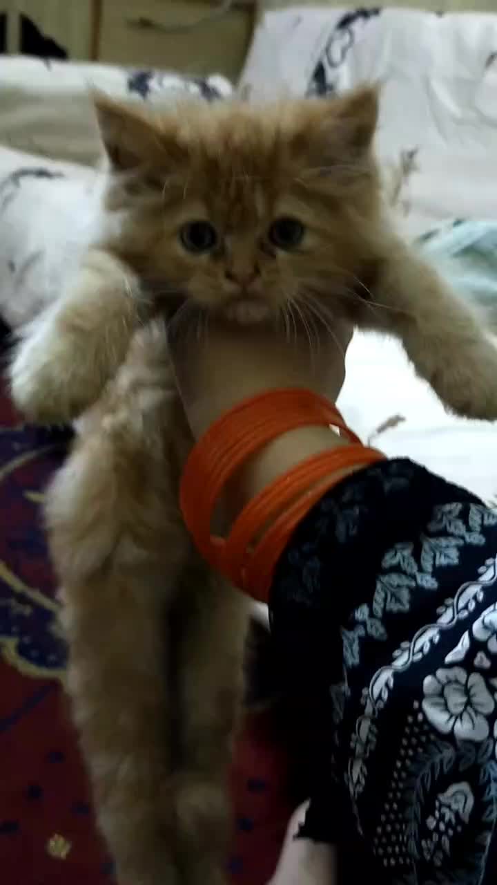 @humzaib
