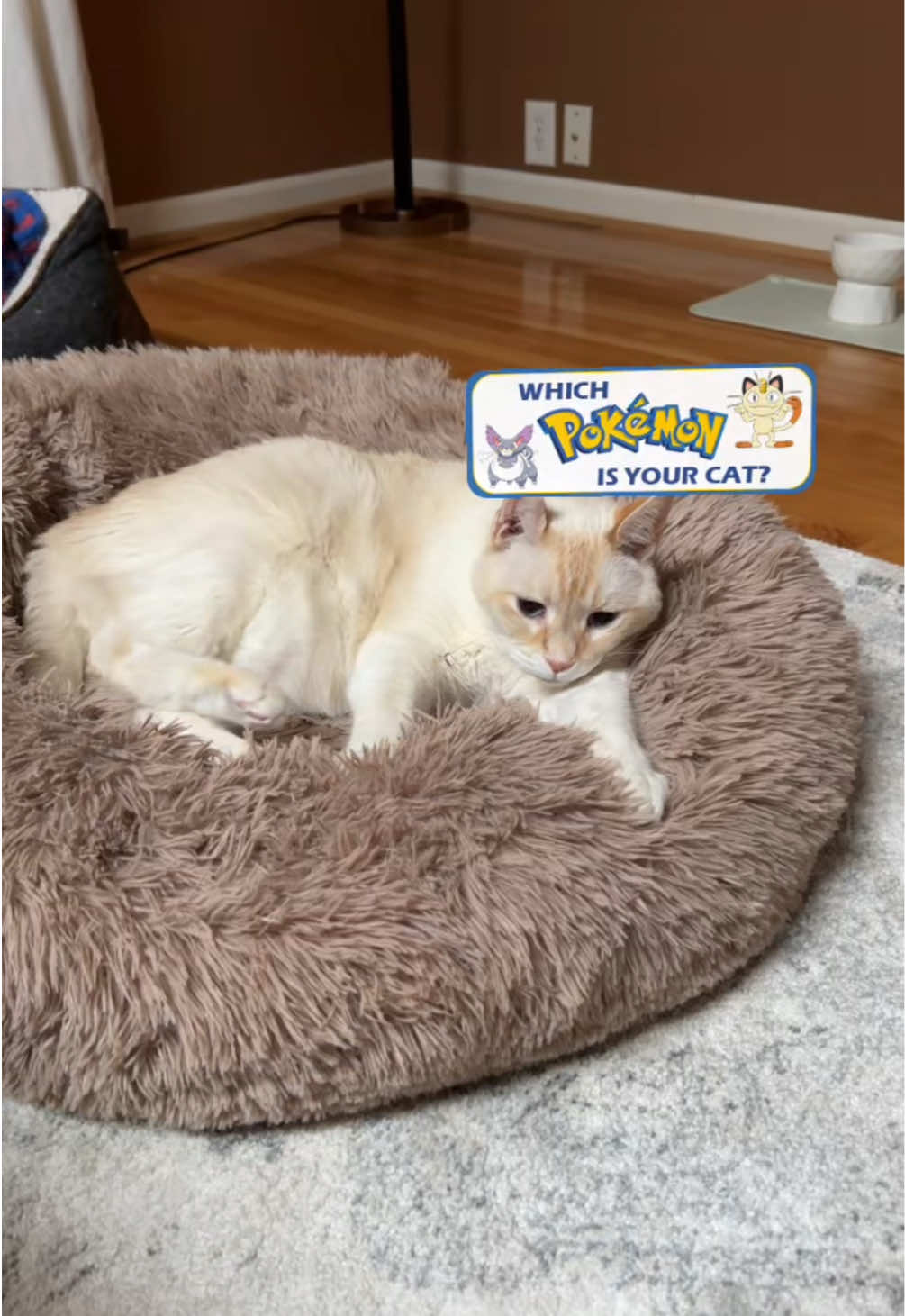 @Angel the Cat Mom