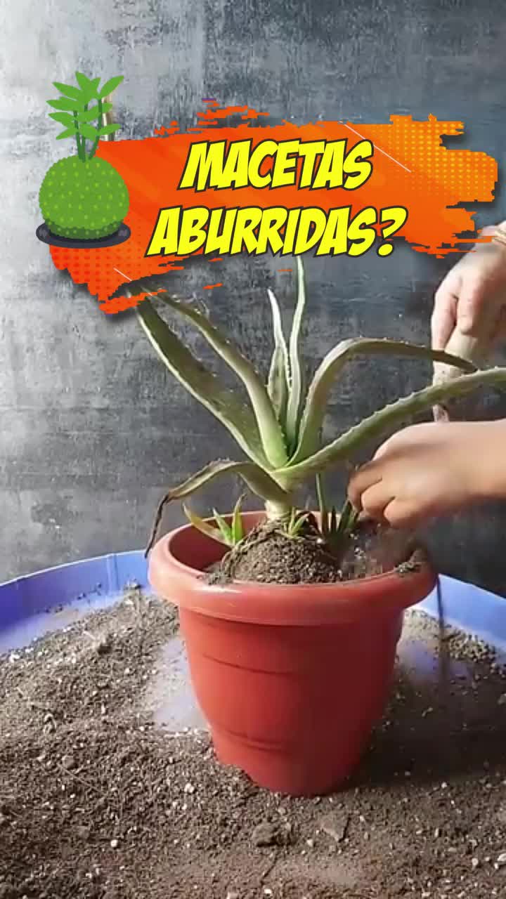 @Escuela de Kokedamas✅