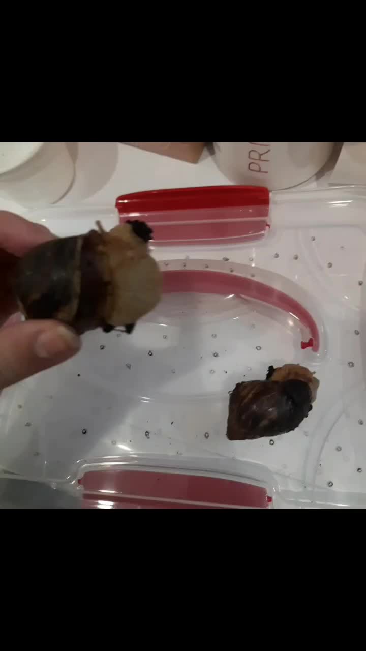 @Улиточки🐌💗