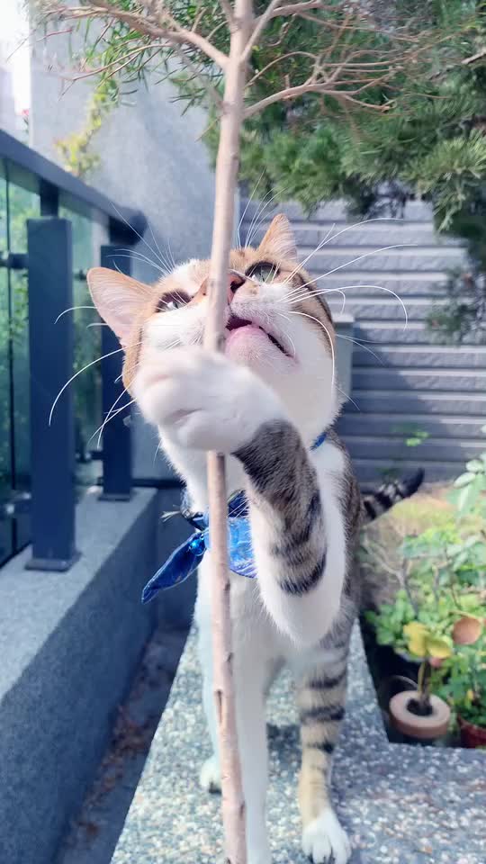 @咩咩喵喵