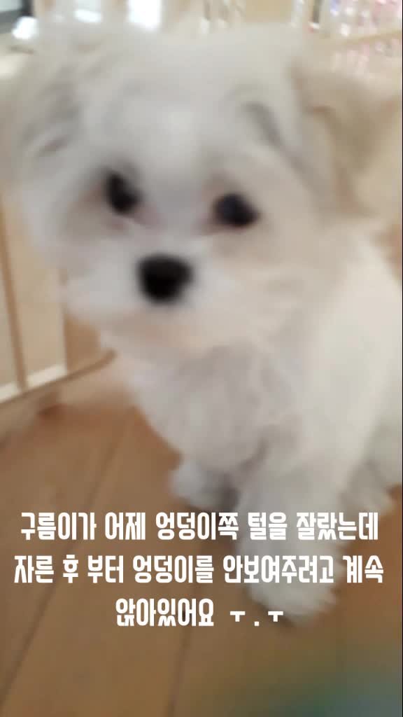 @구름이의 일상