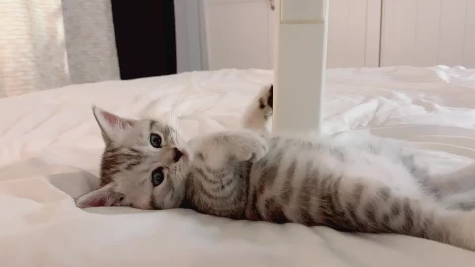 @Yuliandcats