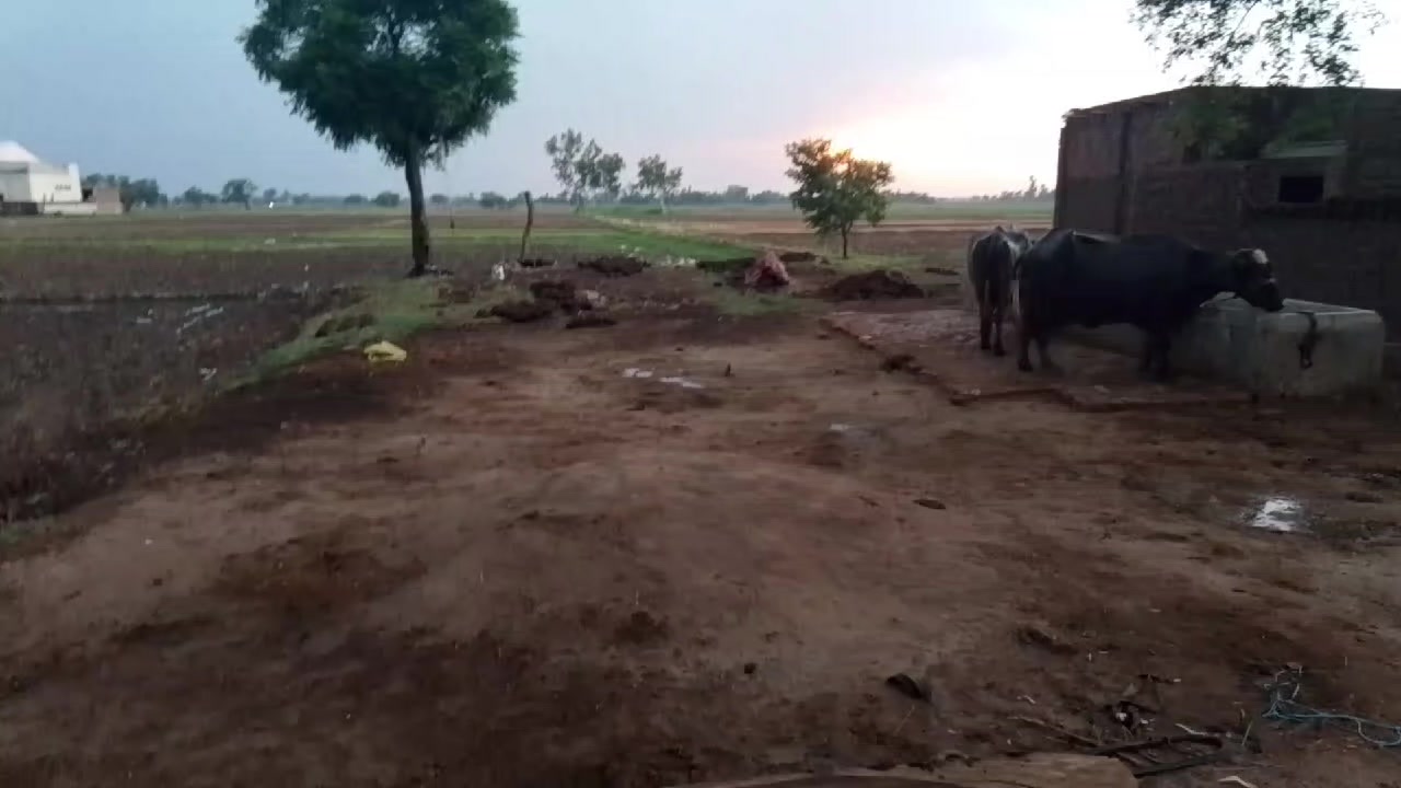 @Tayyab Goraya