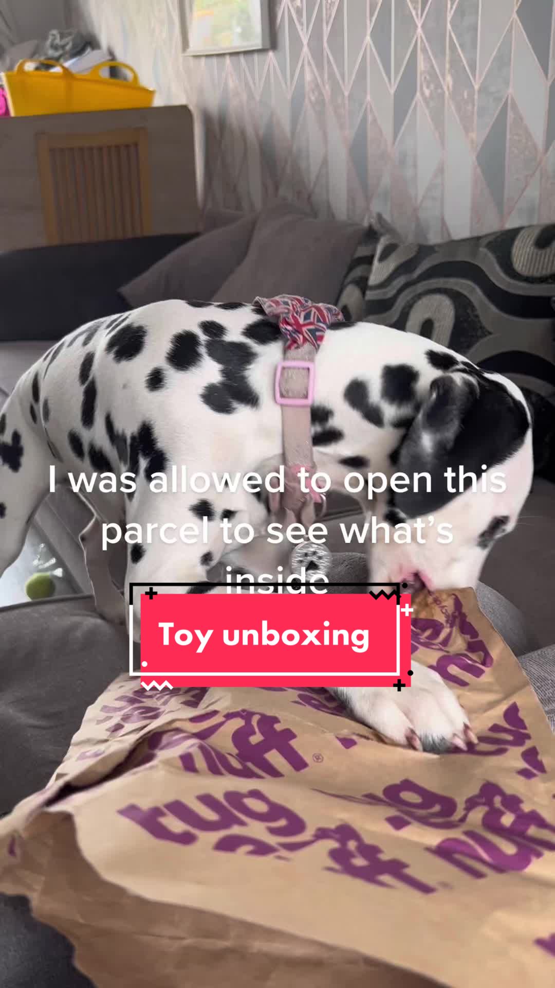 @Winter Dalmatian