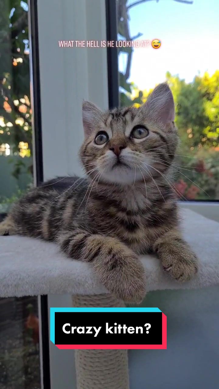 @TsukiTheCat