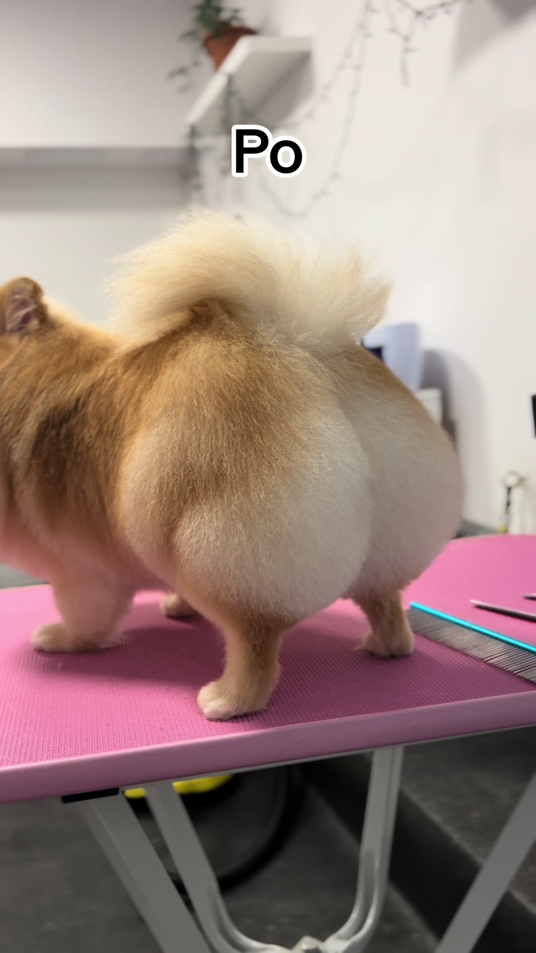 @PetStylist_Teti