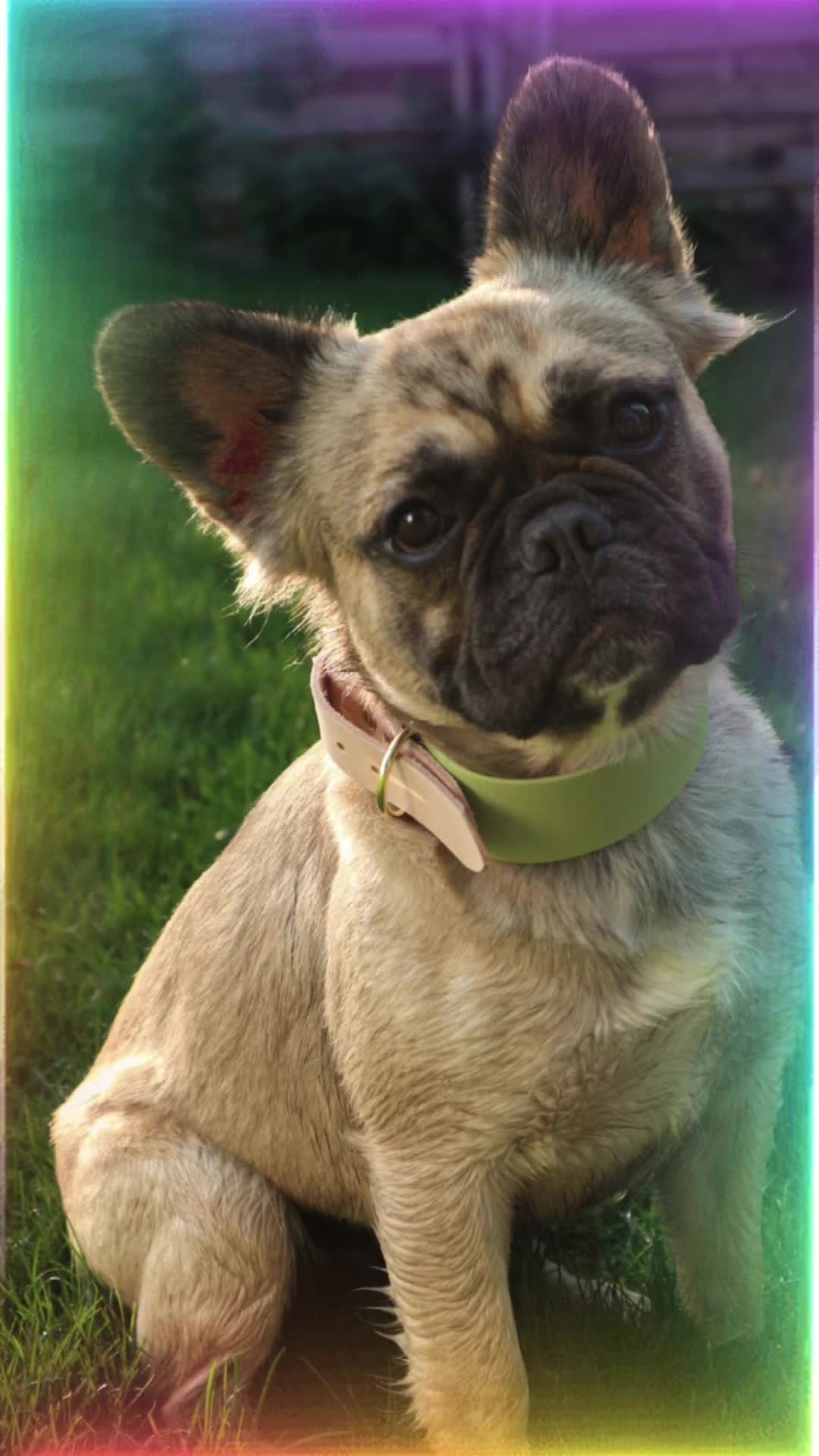 @Black_Mountains_Bulldogs