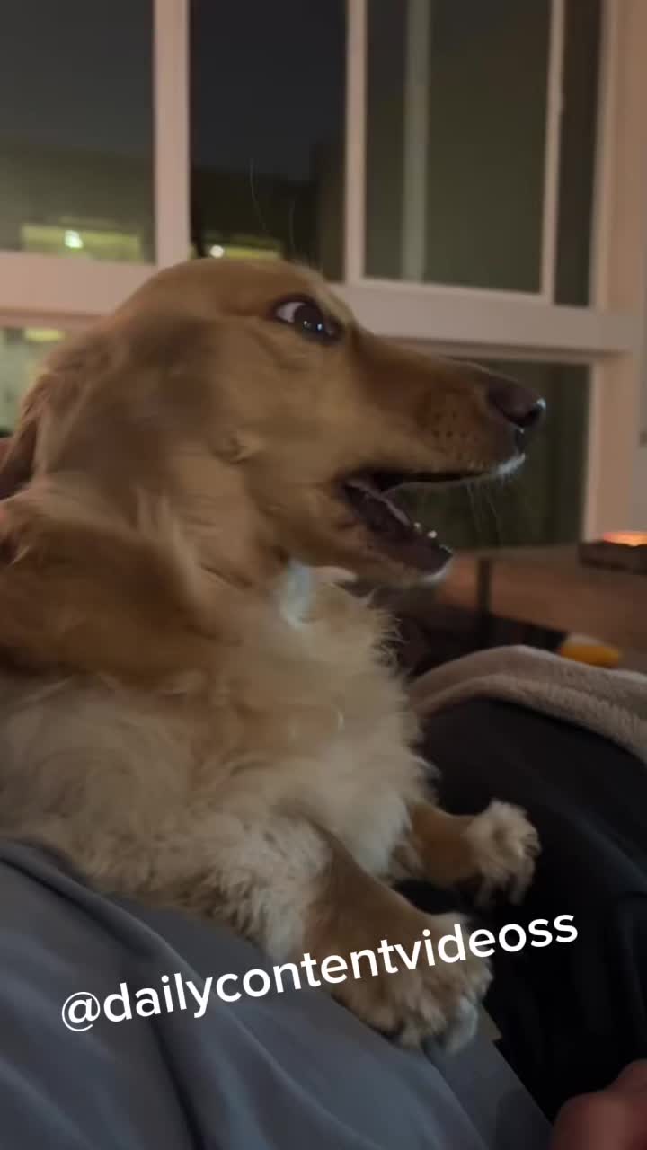 @dailycontentvideoss