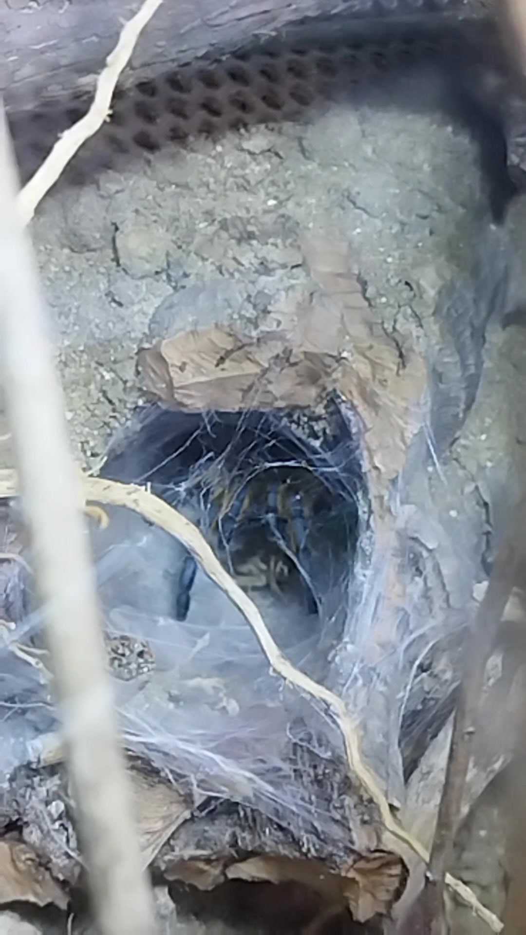 @Mycrazy🤪 animal💚🕷️ world🌏