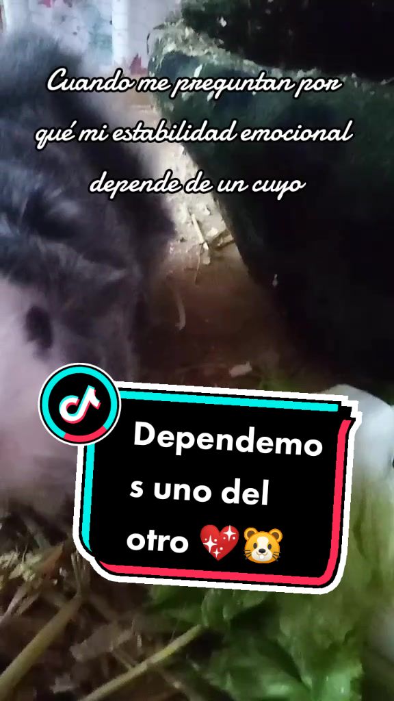@elrat&oacute;n