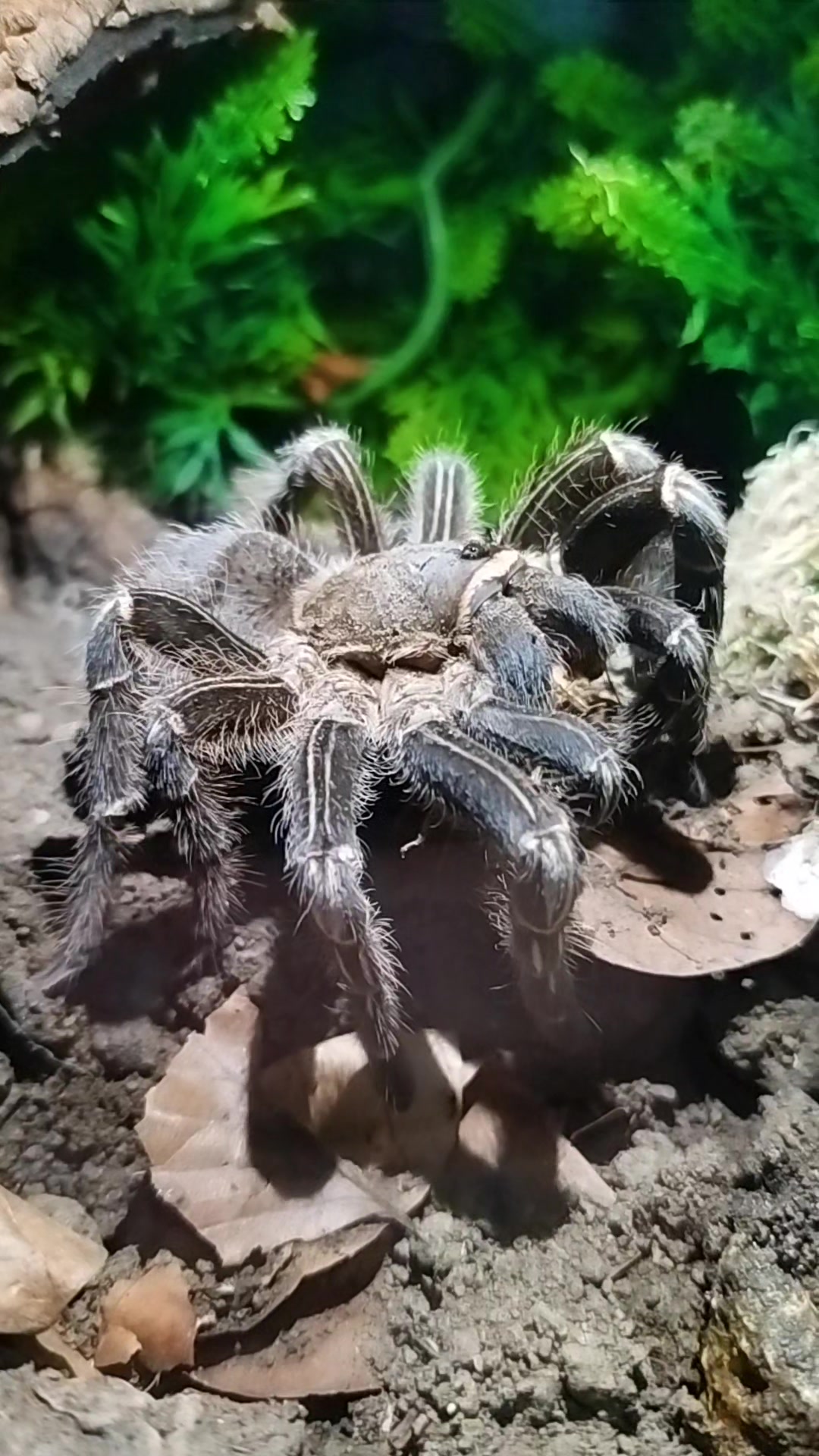@Mycrazy🤪 animal💚🕷️ world🌏