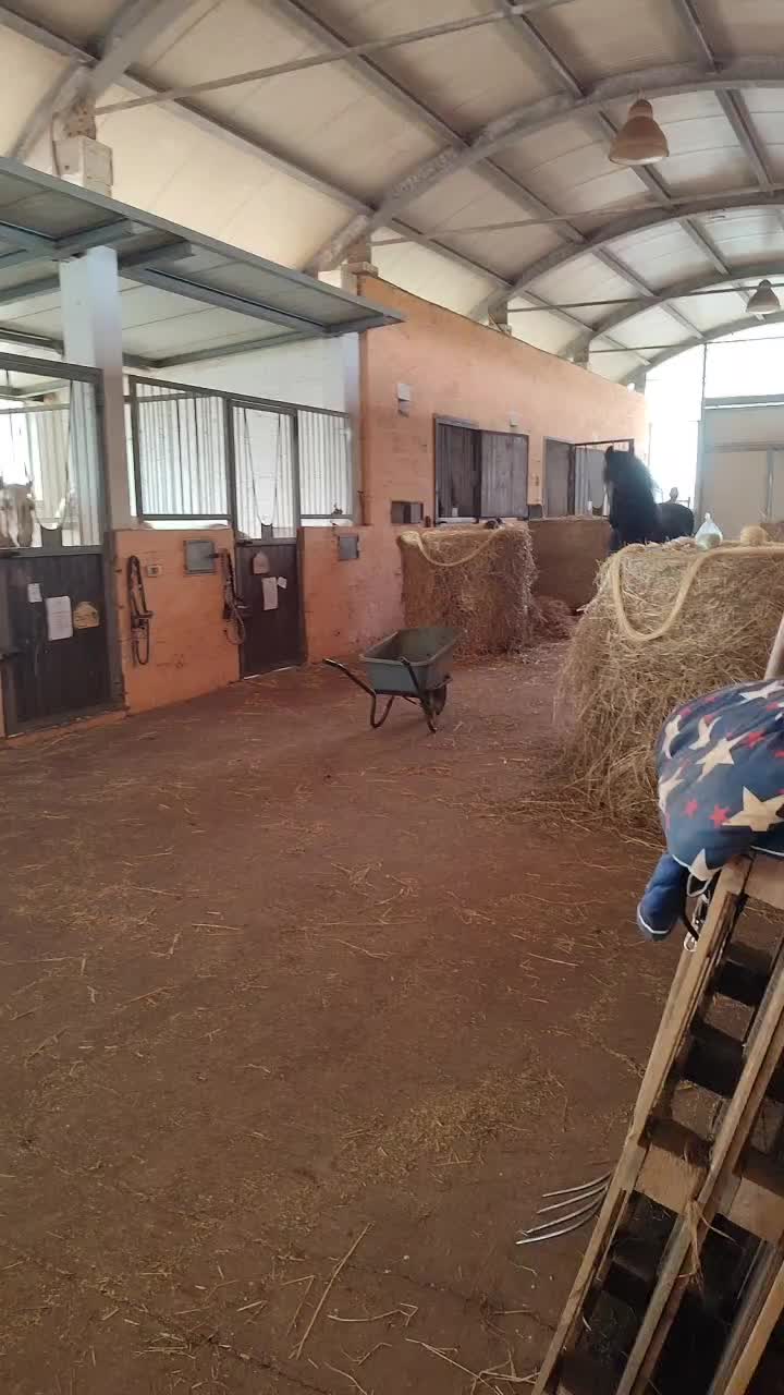@GypsyHorse