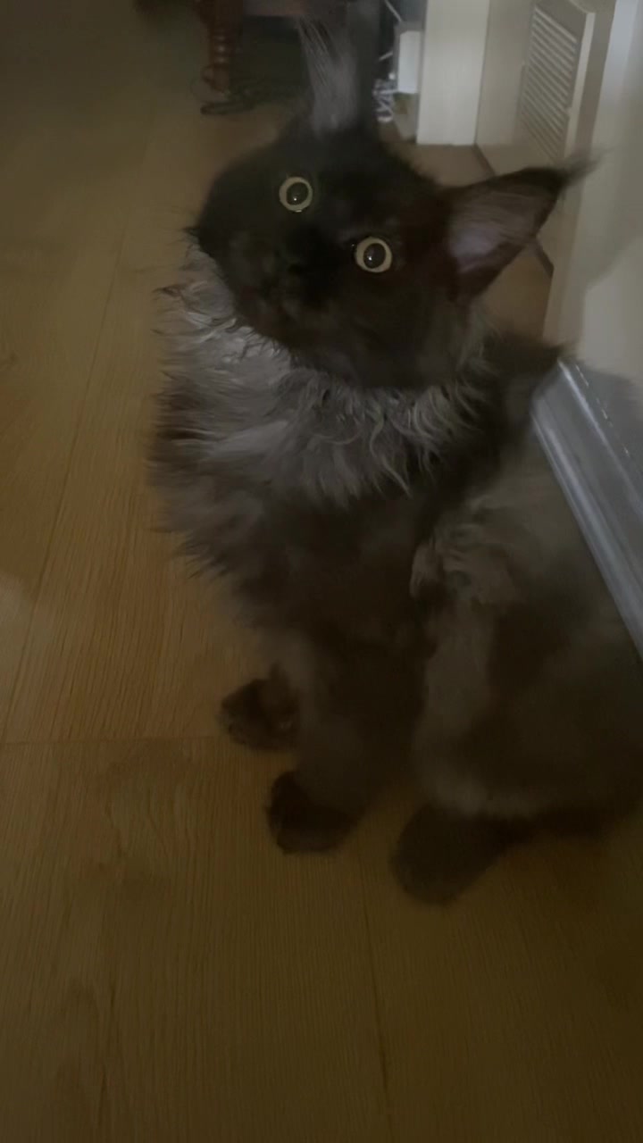 @saint.cat