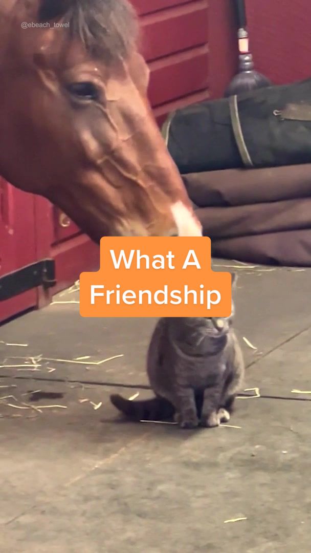 @Pawsome Pets