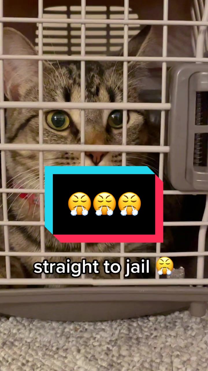 @lilloafygirl