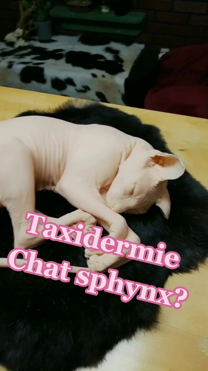 @May la taxidermiste 🇨🇦