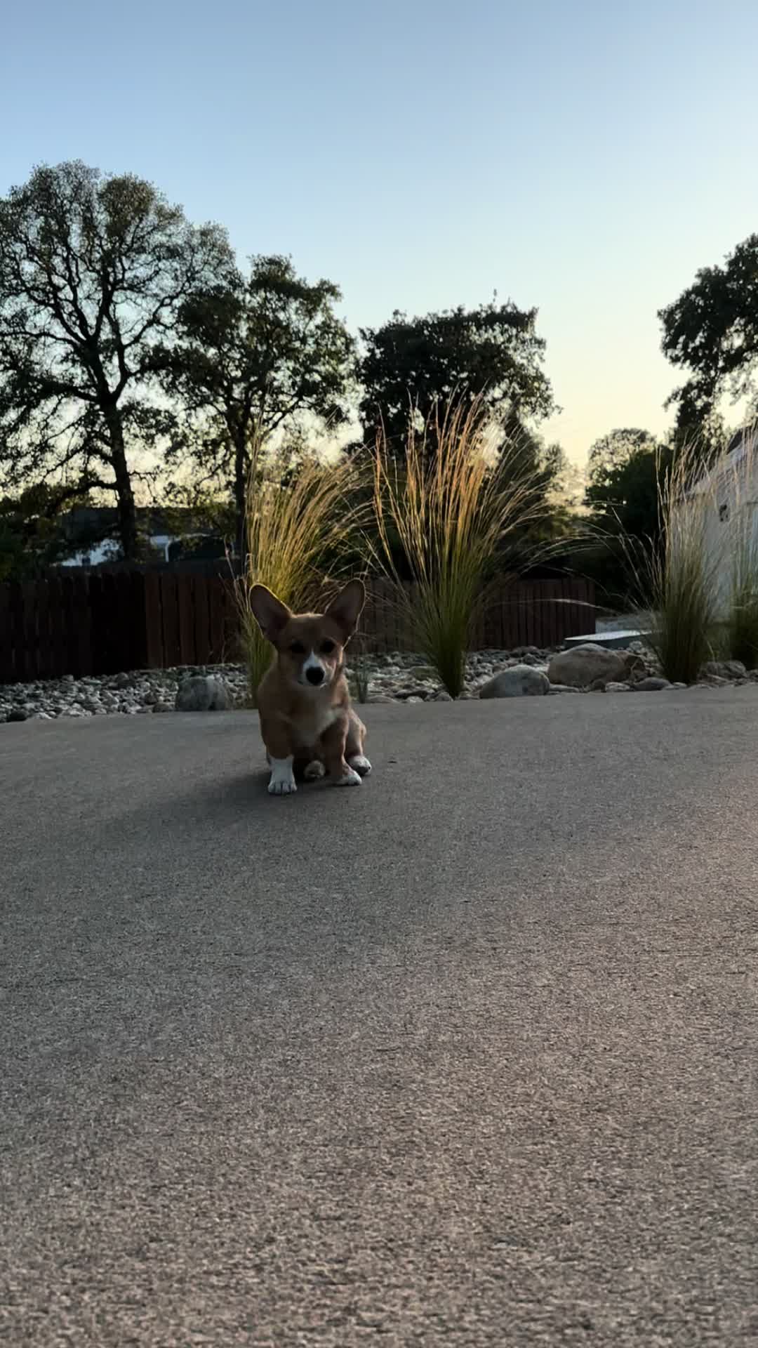 @CorgiMonty