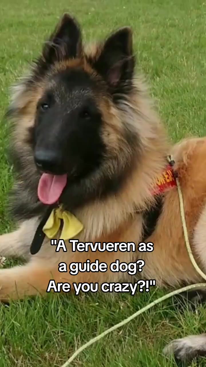 @Fenix-Tervueren AssistanceDog