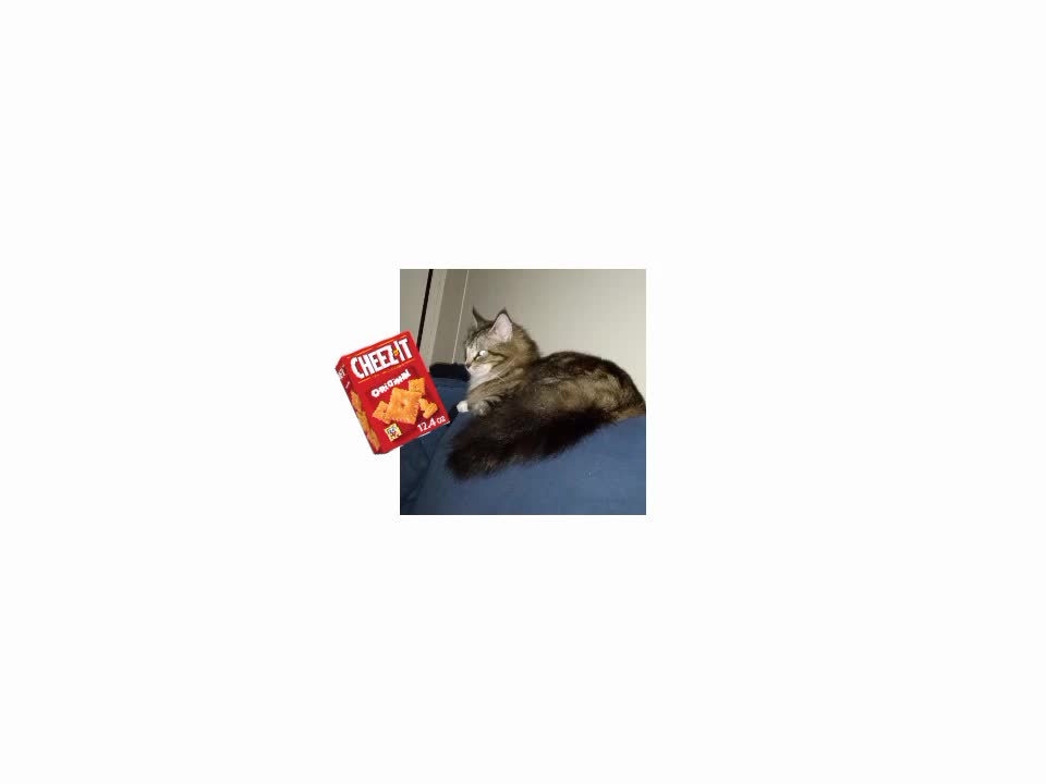@Jay.Cat.2013