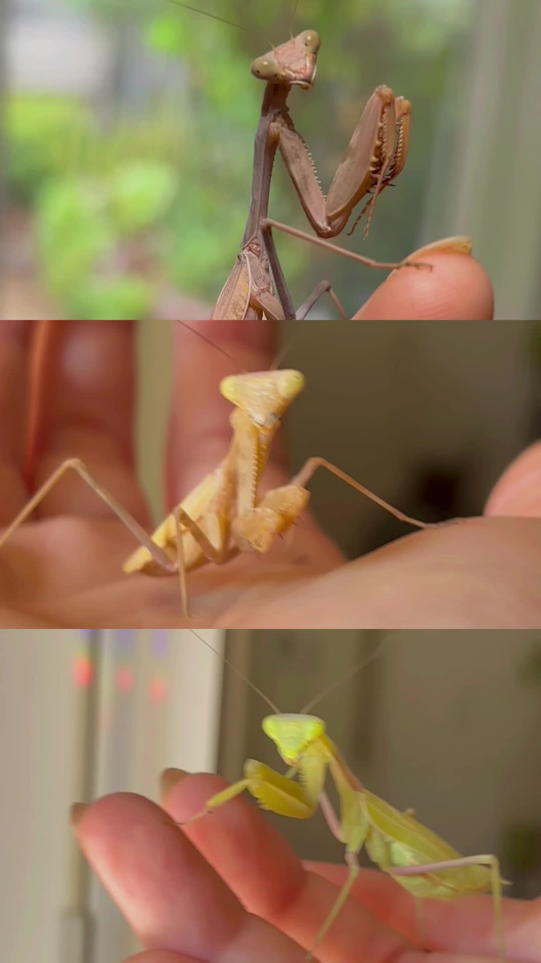 @Mythic Mantis