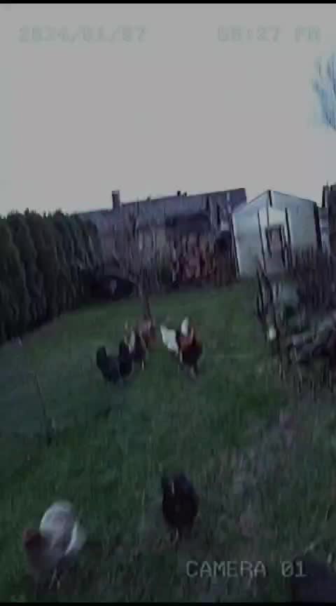 @der hühnermeister 🐓