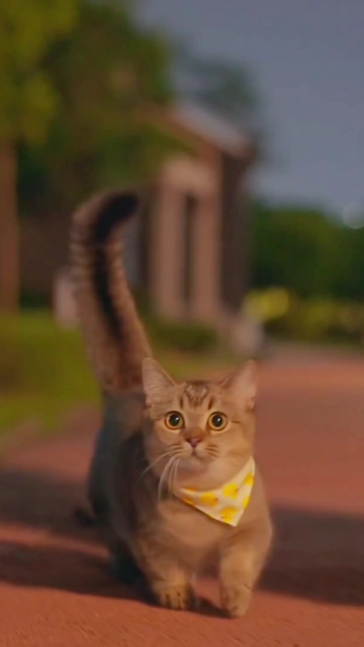 @ourpetsfriends