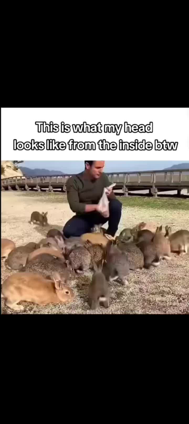 @I like bunnies