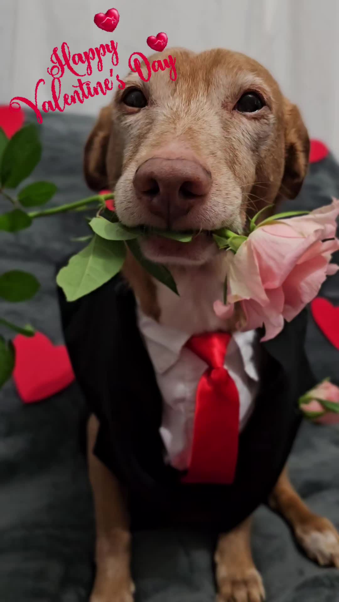 @Guffy_dog