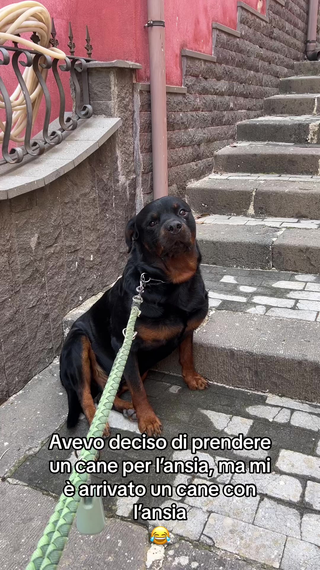 @Tutti pazzi per Ciro il rott