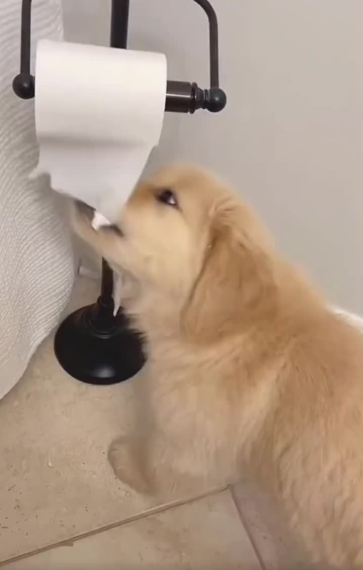 @Furry Little Friends