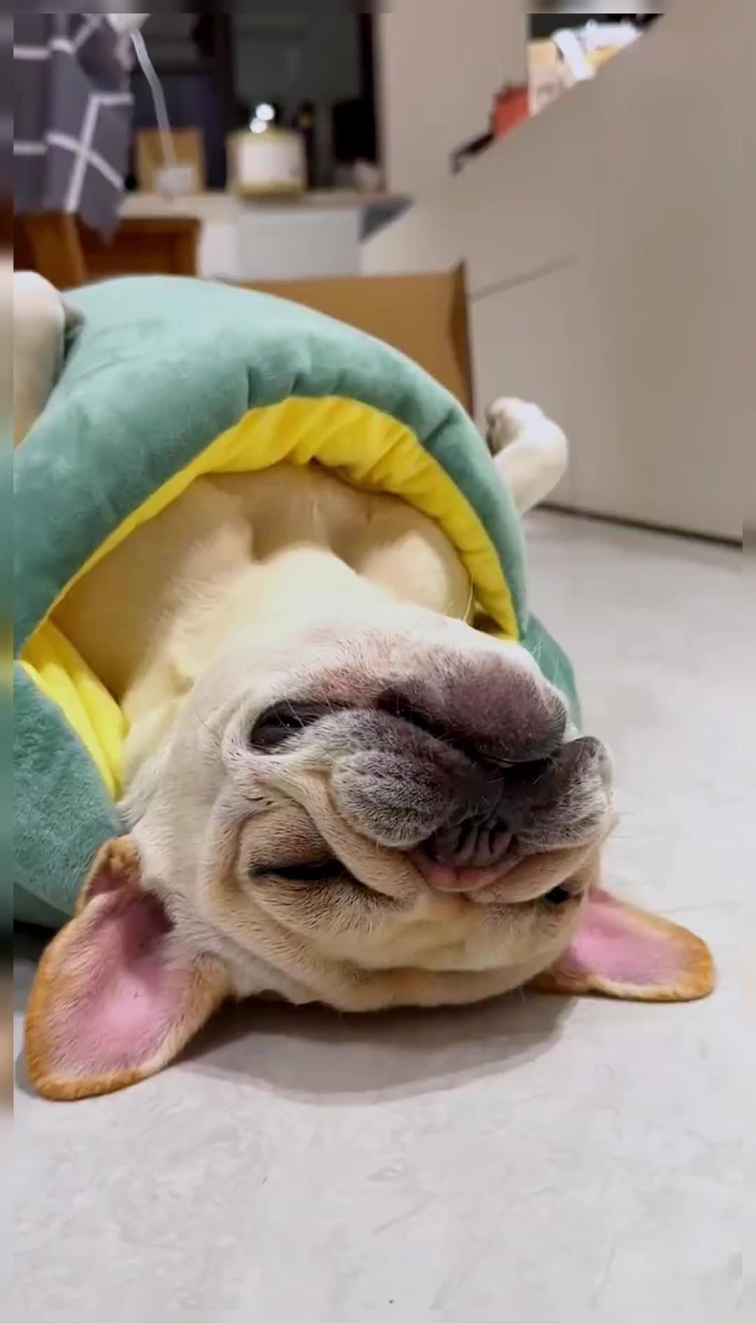 @gofrenobh5f
