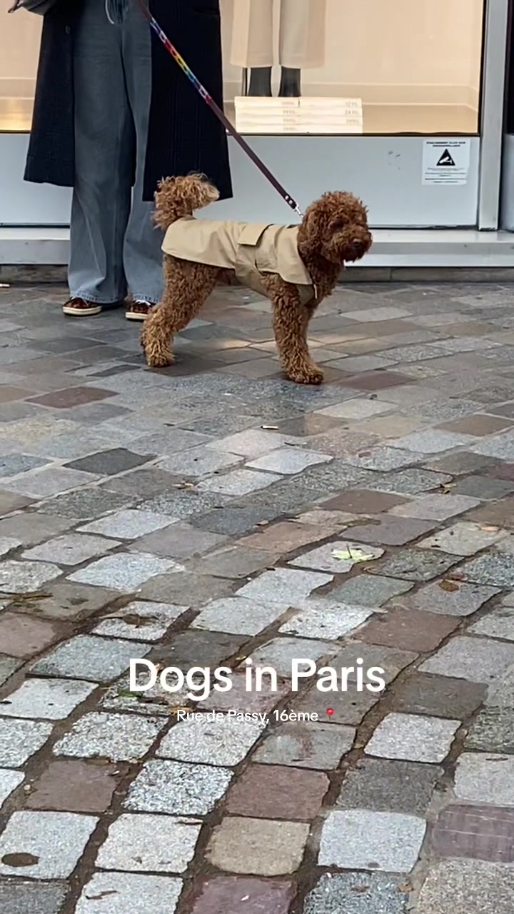@dogs in Paris 🐶
