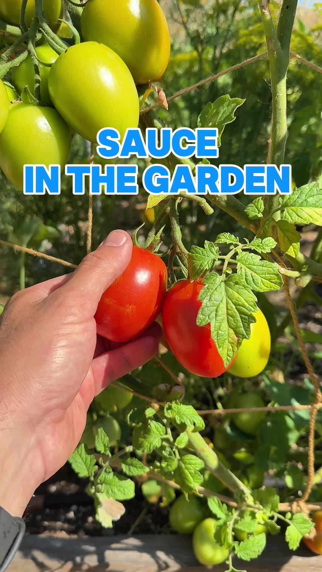 @jacquesinthegarden
