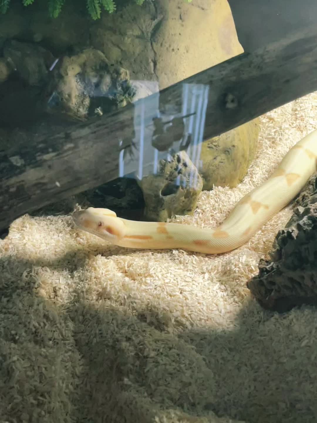 @C&N Reptiles & Co