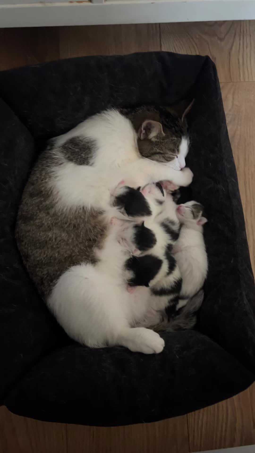 @Tootie The Cat