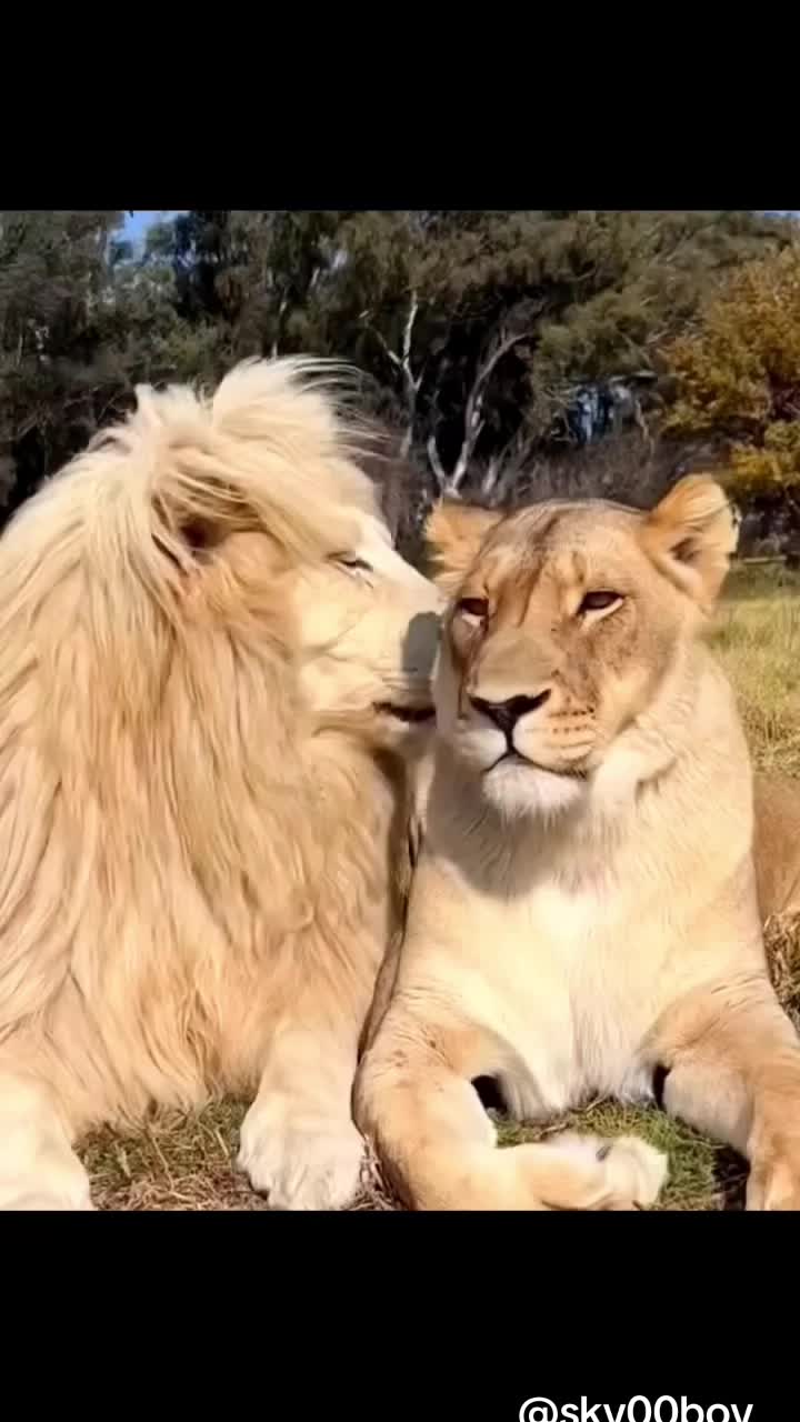 @Wild Animals