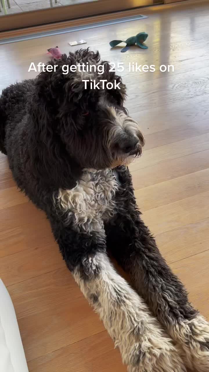 @Bernedoodlemama