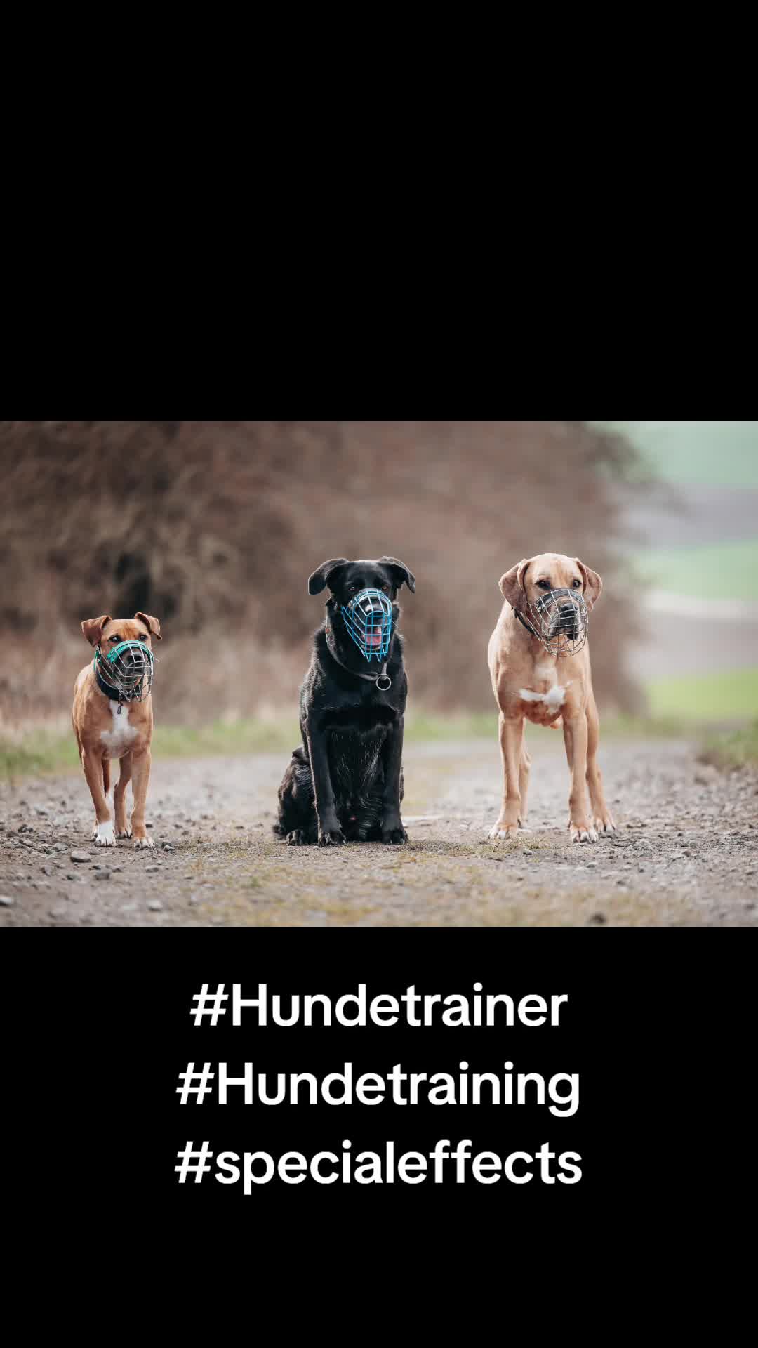 @Hundeschule happy future dogs