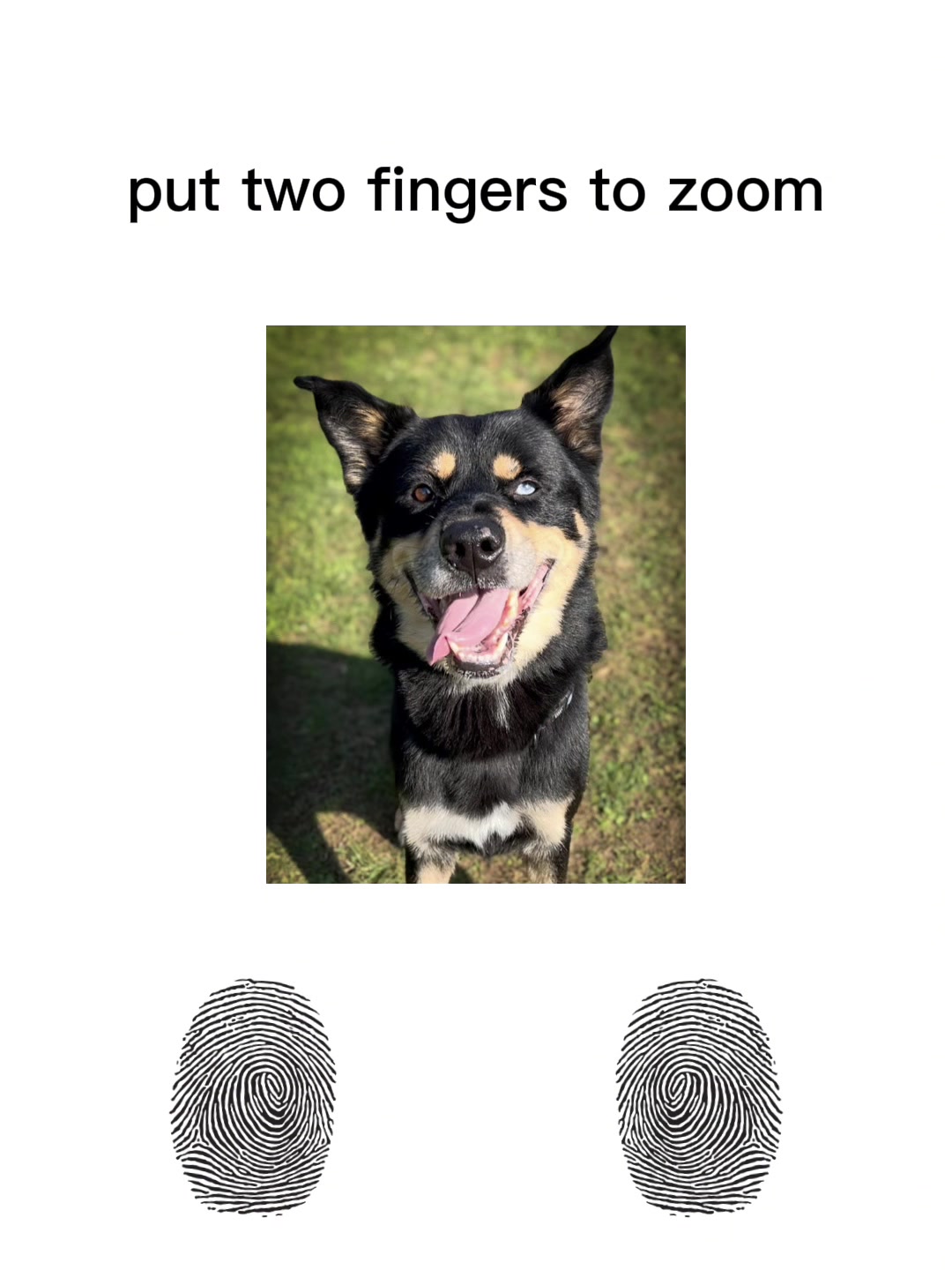 @Pawsome Fivesome