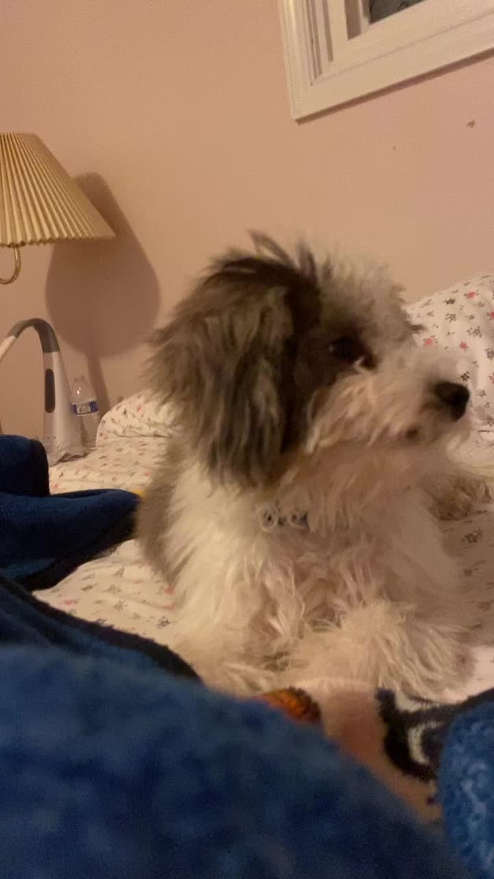 @F: Oliver/Mutt (He/They/Howl)