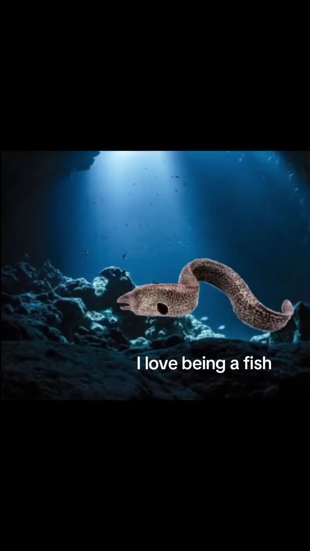 @Dovee