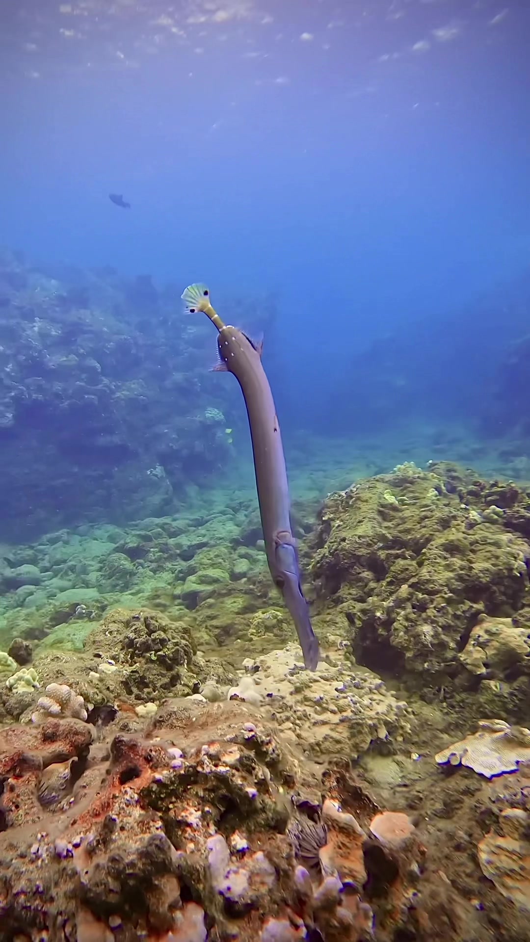 @Sky | Underwater Photographer