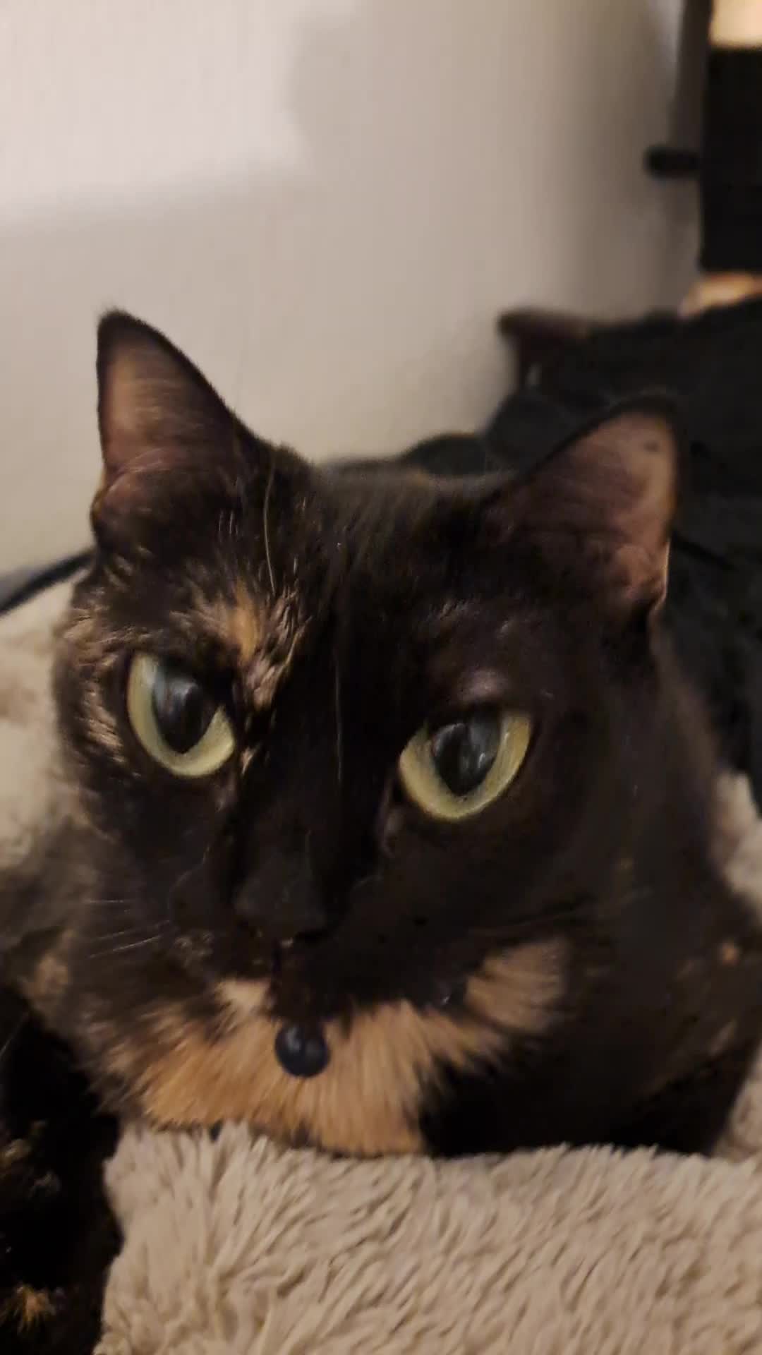 @PatronSaintofSpiders